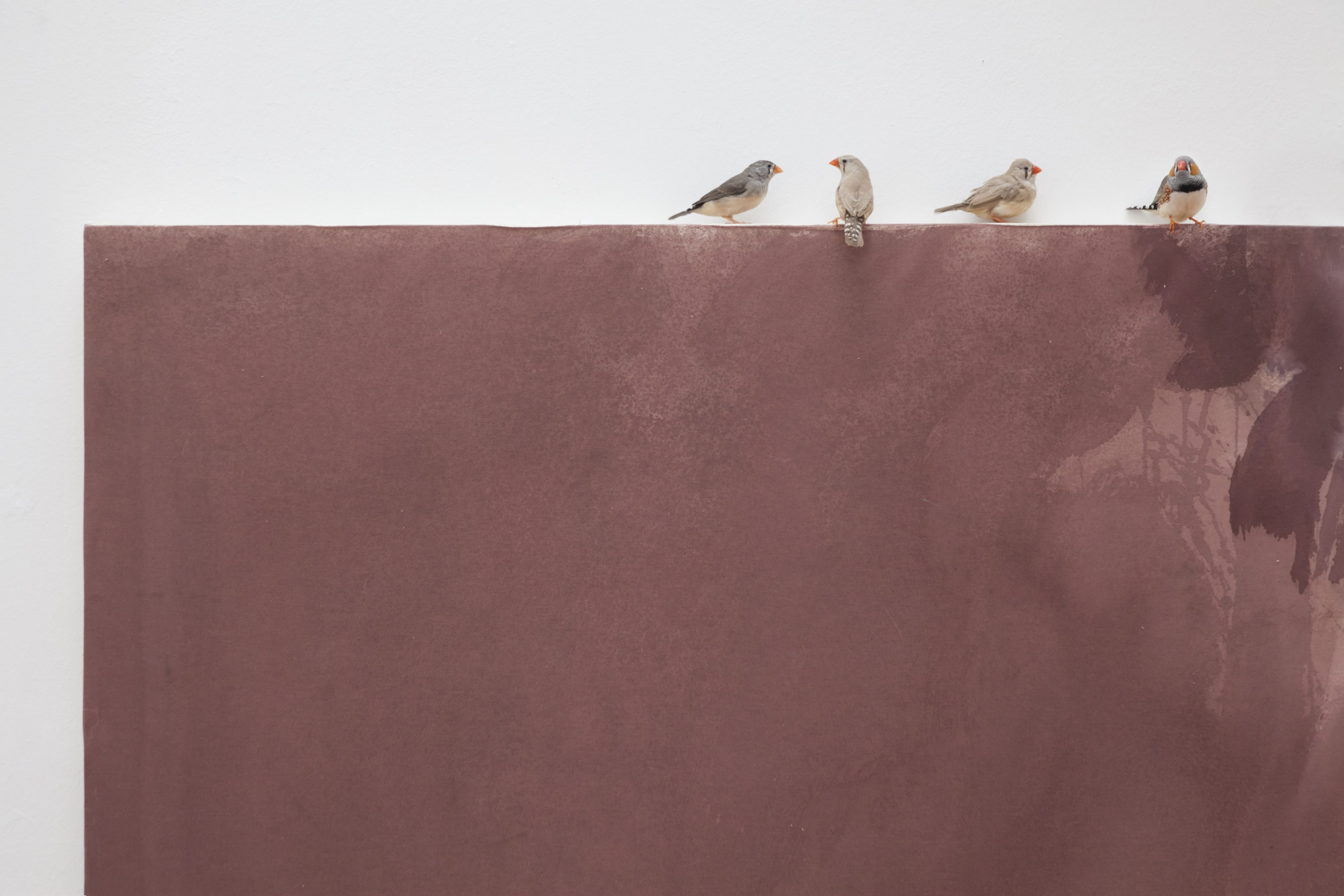 Permanent Transformation of a Magician in Ant